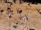 tag-10-12-etosha-0692