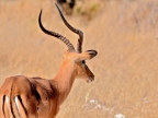 tag-10-12-etosha-0693