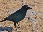 tag-10-12-etosha-0695