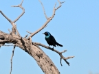 tag-10-12-etosha-0696