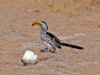 tag-10-12-etosha-0698