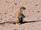 tag-10-12-etosha-0699
