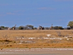 tag-10-12-etosha-0701