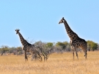 tag-10-12-etosha-0702