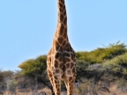 tag-10-12-etosha-0703