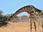 tag-10-12-etosha-0704