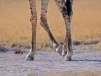 tag-10-12-etosha-0705