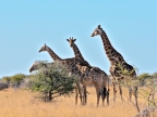 tag-10-12-etosha-0706