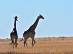 tag-10-12-etosha-0707