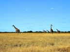 tag-10-12-etosha-0708