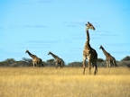 tag-10-12-etosha-0709