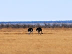 tag-10-12-etosha-0711