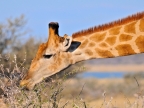 tag-10-12-etosha-0713