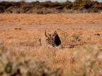 tag-10-12-etosha-0715
