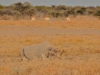 tag-10-12-etosha-0716