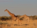 tag-10-12-etosha-0717