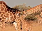 tag-10-12-etosha-0718
