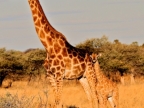 tag-10-12-etosha-0719