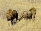 tag-10-12-etosha-144