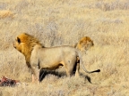 tag-10-12-etosha-145
