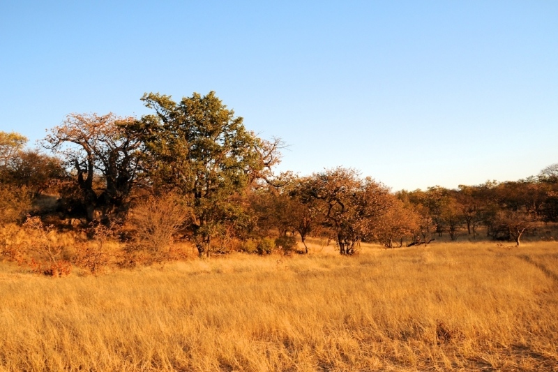 tag-10-12-etosha-0527