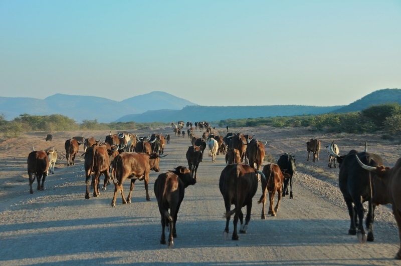 tag-10-12-etosha-0529