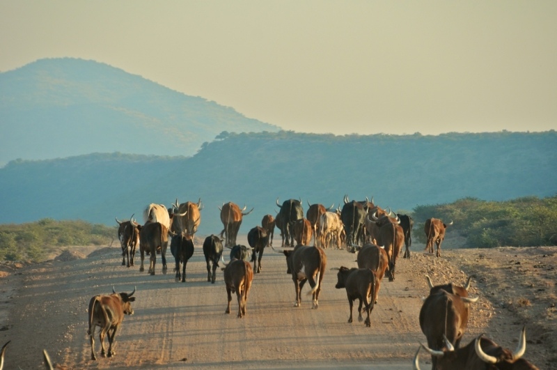 tag-10-12-etosha-0530
