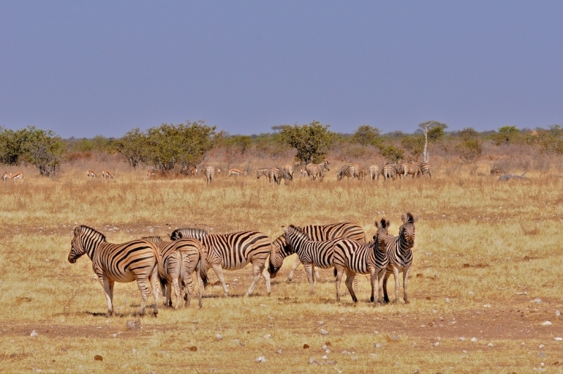tag-10-12-etosha-0536