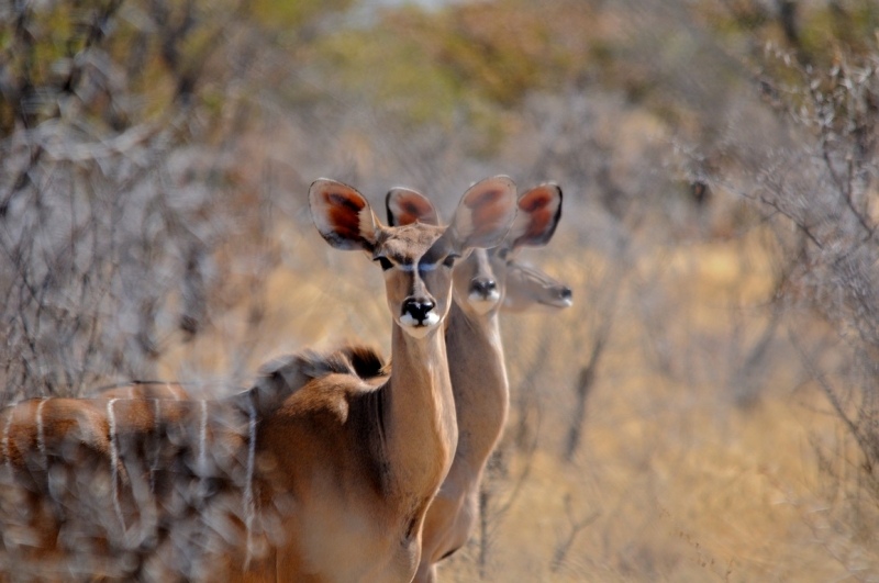 tag-10-12-etosha-0537