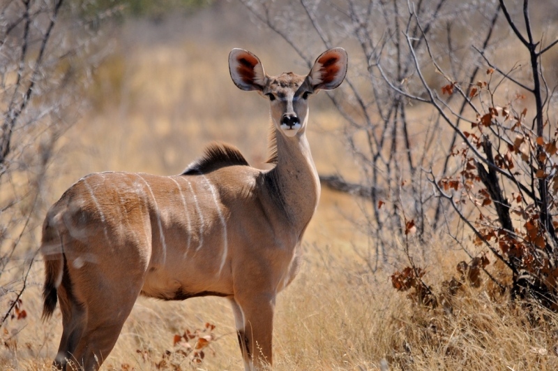 tag-10-12-etosha-0538