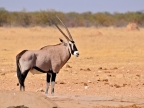 tag-10-12-etosha-0541