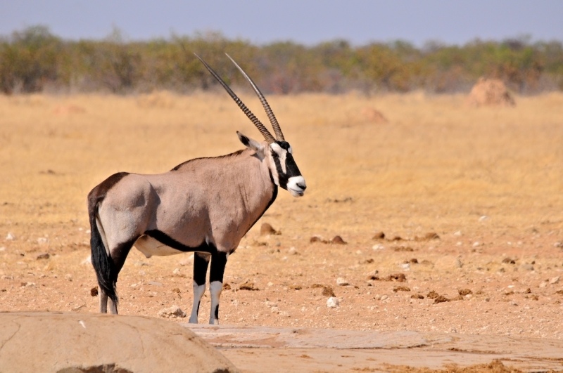 tag-10-12-etosha-0541