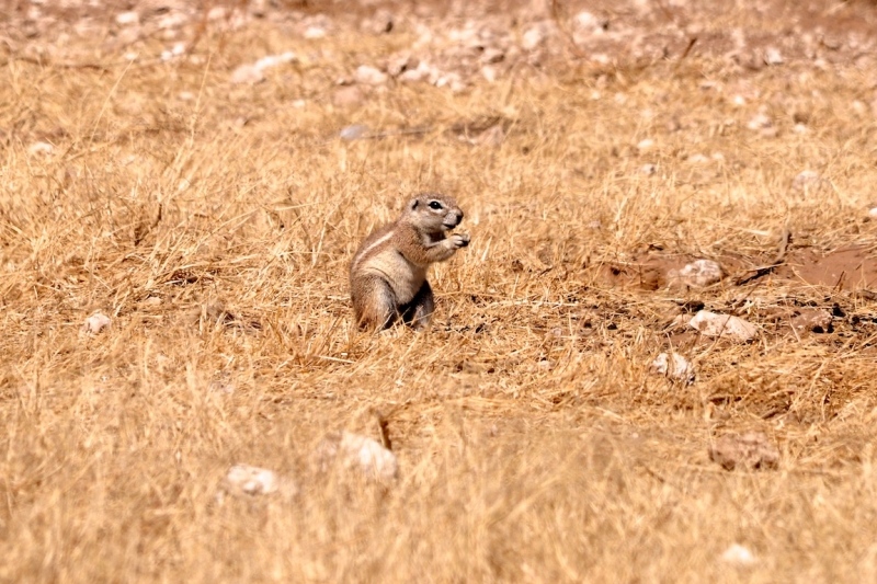 tag-10-12-etosha-0542