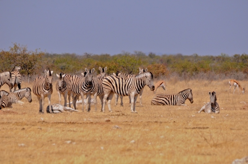 tag-10-12-etosha-0543
