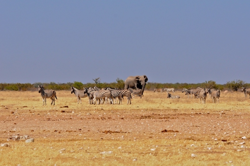 tag-10-12-etosha-0544