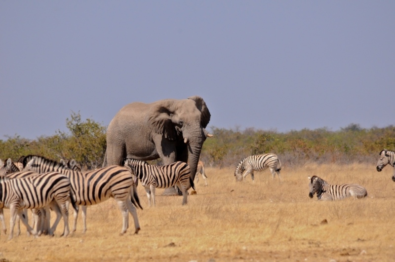 tag-10-12-etosha-0545