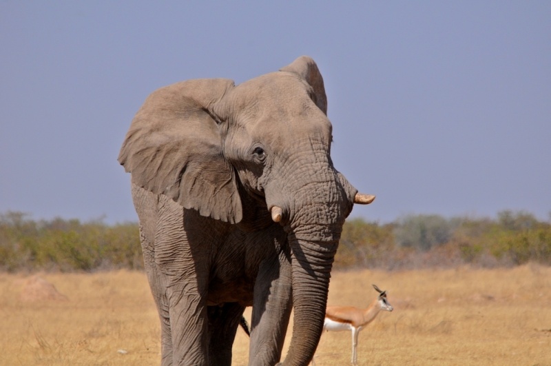 tag-10-12-etosha-0547