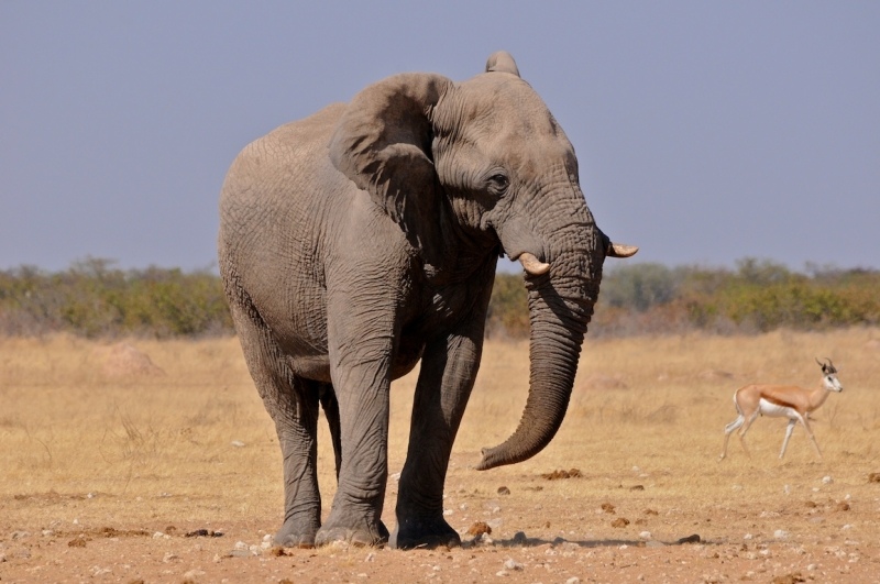 tag-10-12-etosha-0548
