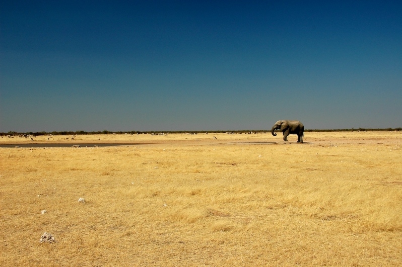 tag-10-12-etosha-0549