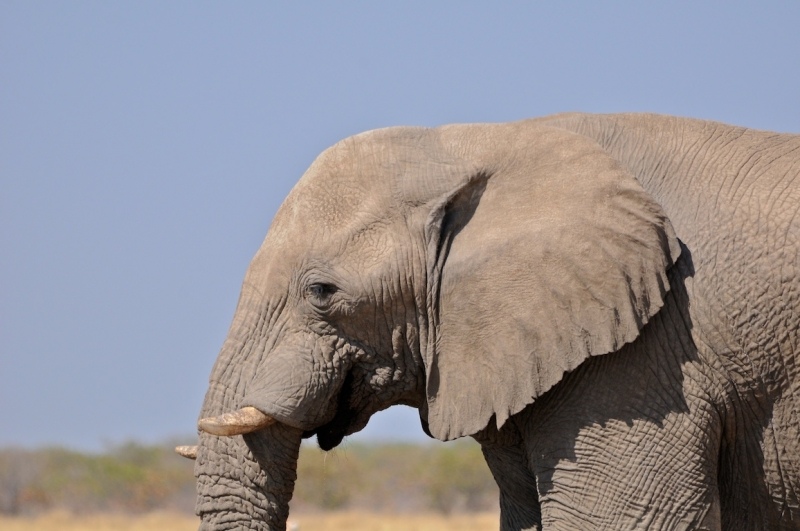 tag-10-12-etosha-0550