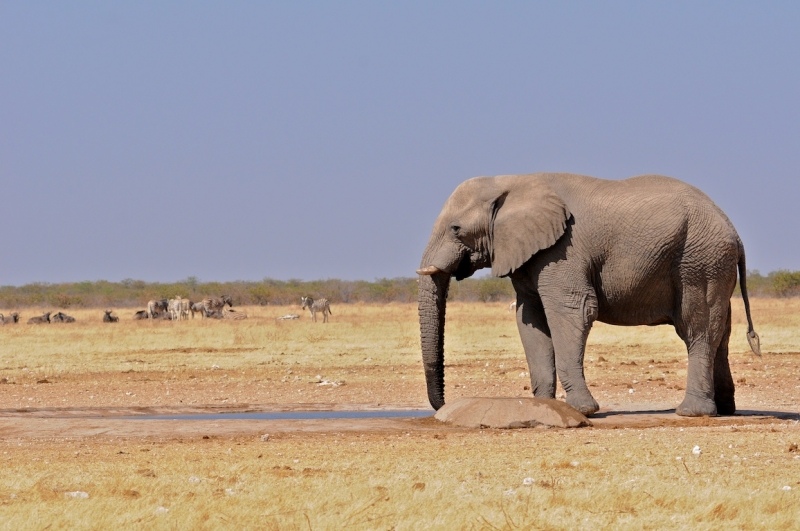 tag-10-12-etosha-0551