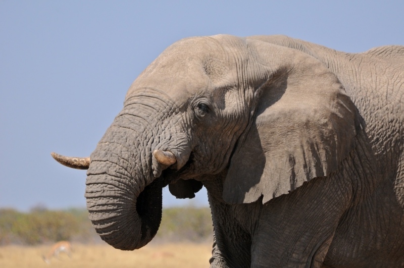 tag-10-12-etosha-0552