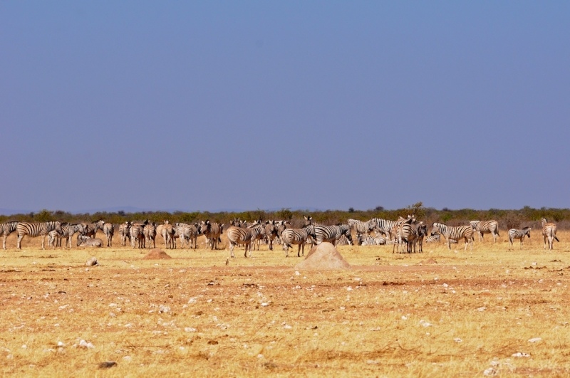 tag-10-12-etosha-0553