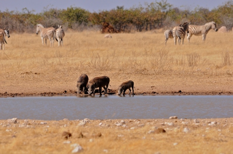 tag-10-12-etosha-0554