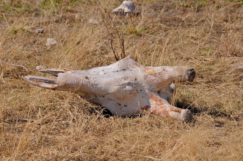 tag-10-12-etosha-0555