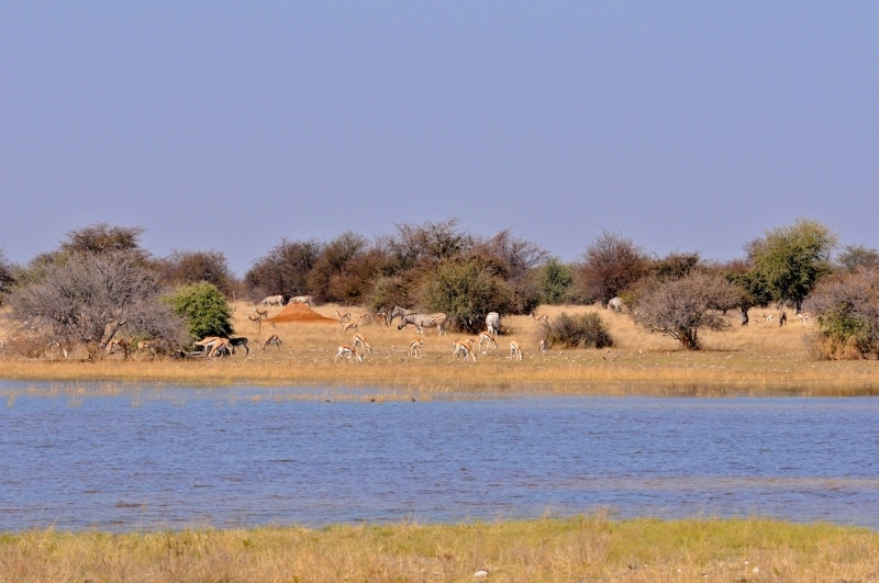 tag-10-12-etosha-0556