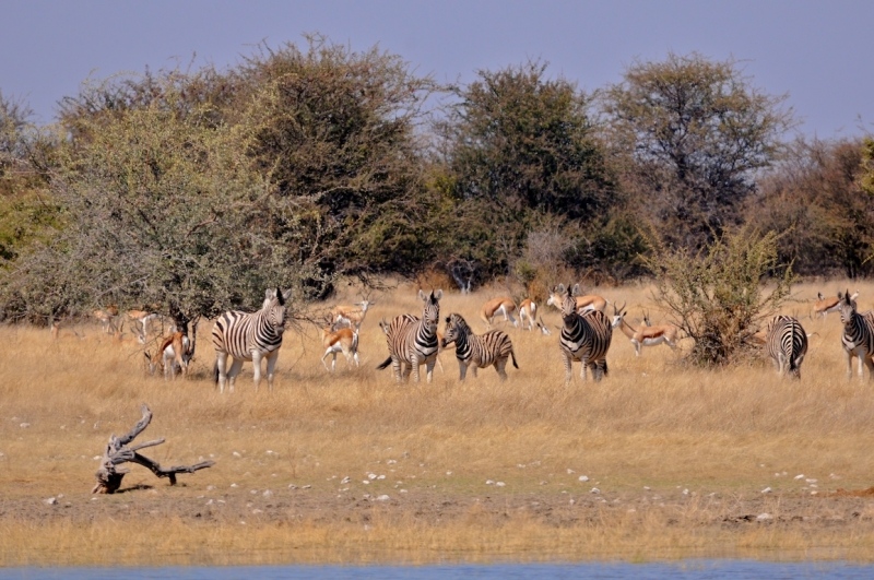tag-10-12-etosha-0557