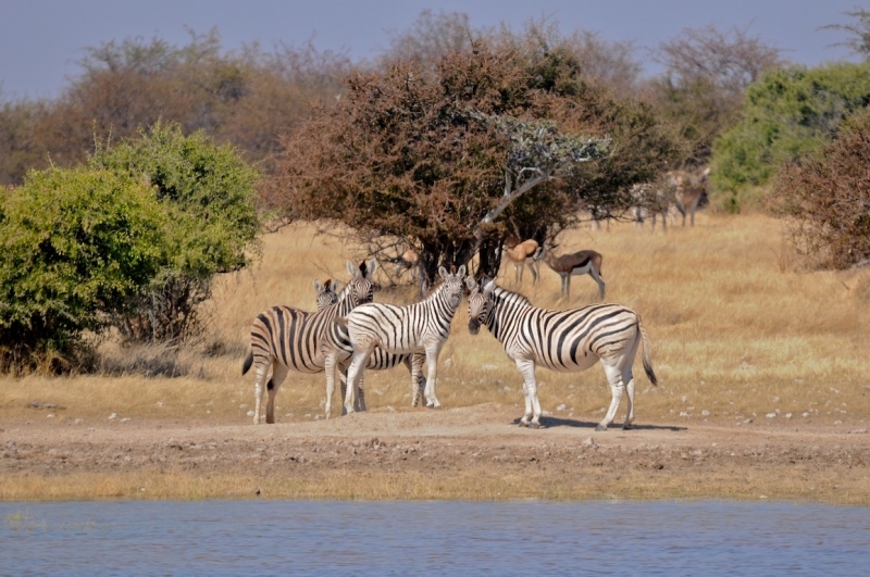tag-10-12-etosha-0558