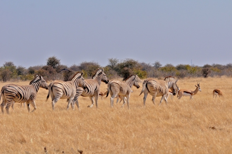 tag-10-12-etosha-0559