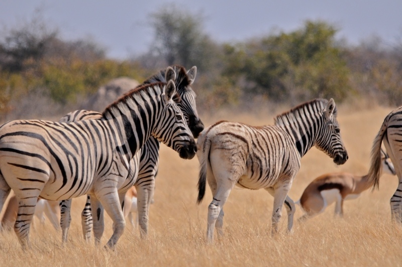 tag-10-12-etosha-0560